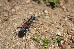 Image of Cicindela (Sophiodela) chinensis De Geer 1774