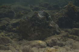 Image of China Clam