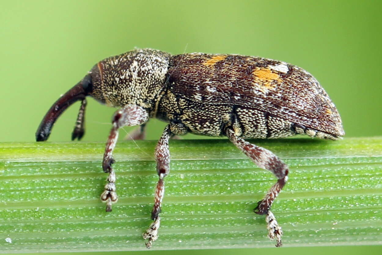 Image of Banded Pine Weevil