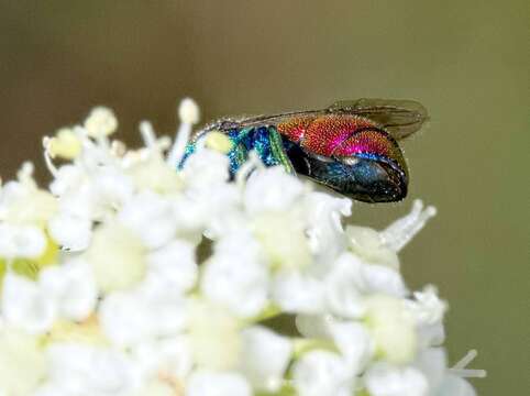 Image of <i>Chrysis scutellaris</i>