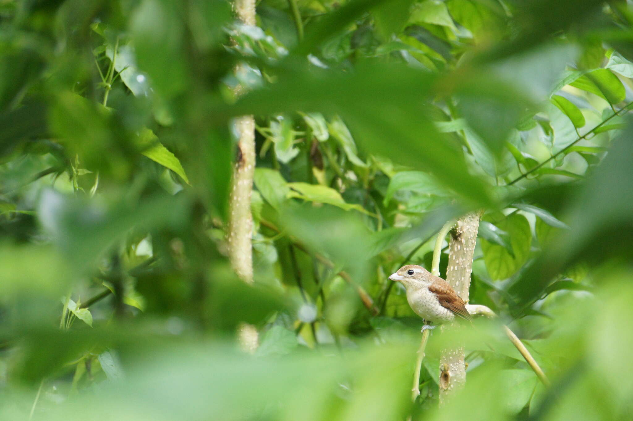 Image of Tiger Shrike