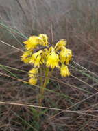 Image de Senecio chionogeton Wedd.