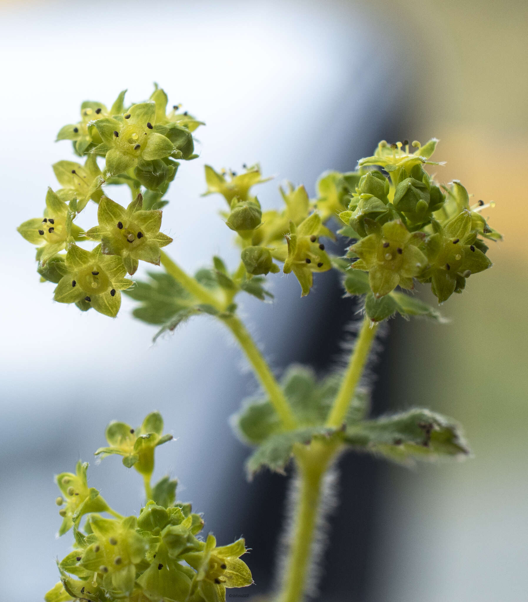 Image of smooth lady's mantle