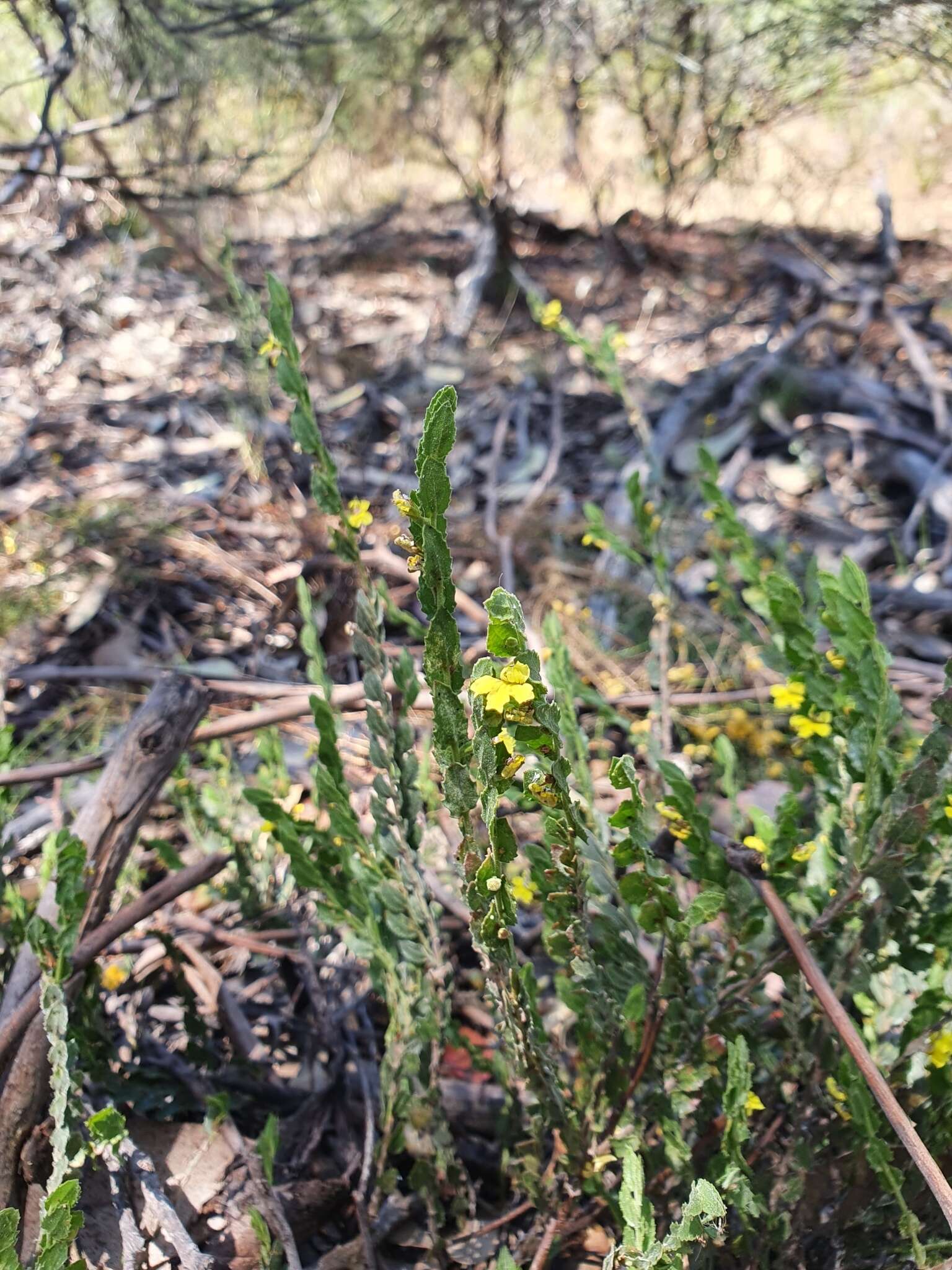 Image of Goodenia benthamiana R. C. Carolin