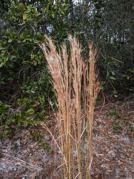 Image of Tracy's bluestem
