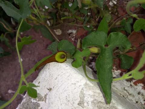 Image de Aristolochia pentandra Jacq.