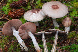 Plancia ëd Agaricus subrutilescens (Kauffman) Hotson & D. E. Stuntz 1938