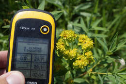 Image of Marsh Spurge