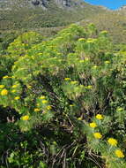 Image of Hymenolepis crithmifolia (L.) Greuter, M. V. Agab. & Wagenitz