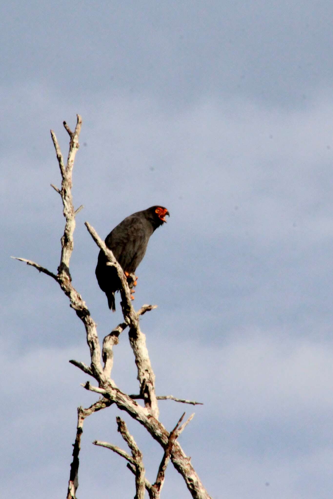 Image of Slate-colored Hawk