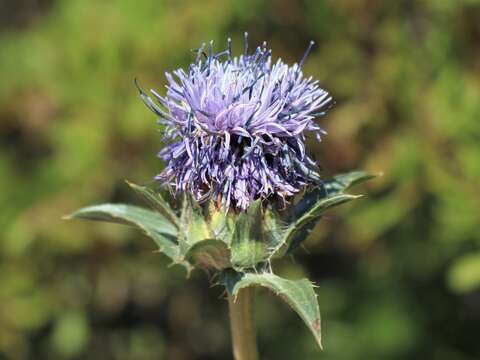 Carduncellus caeruleus (L.) C. Presl的圖片