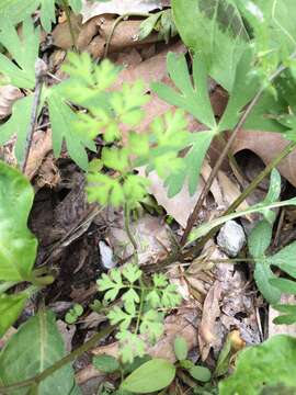 Imagem de Chaerophyllum procumbens (L.) Crantz