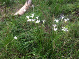 Zephyranthes atamasco (L.) Herb. resmi