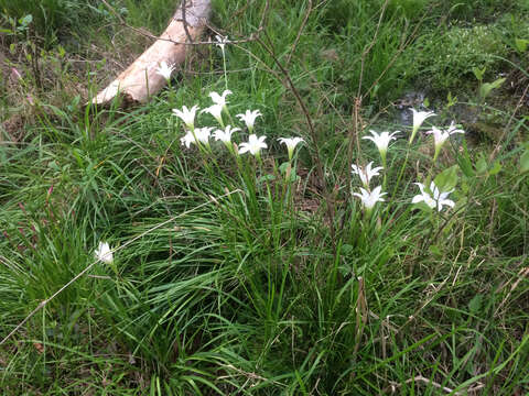 Image of Zephyranthes atamasco (L.) Herb.