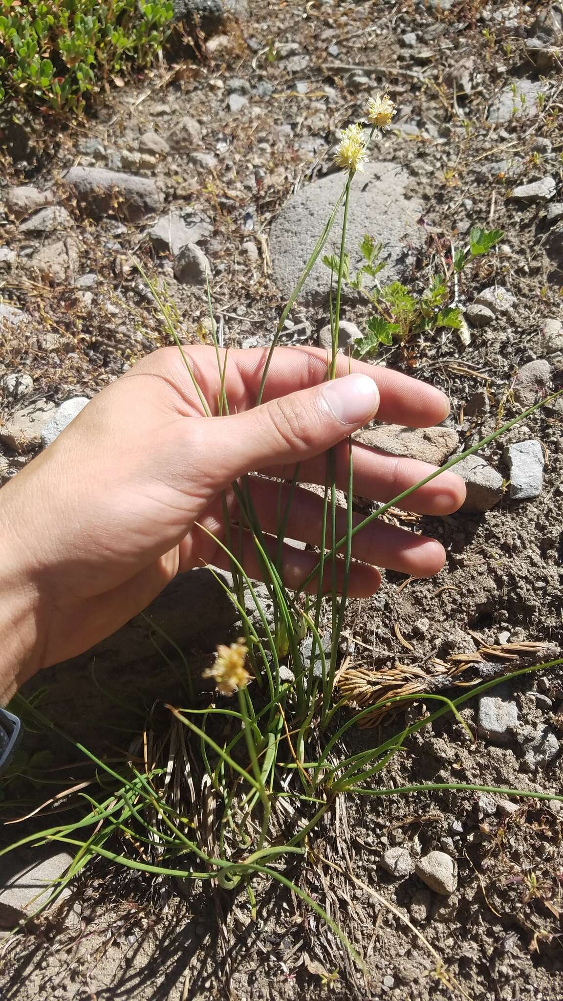 Image of Green-Head Rush