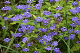 Image of Dampiera hederacea R. Br.