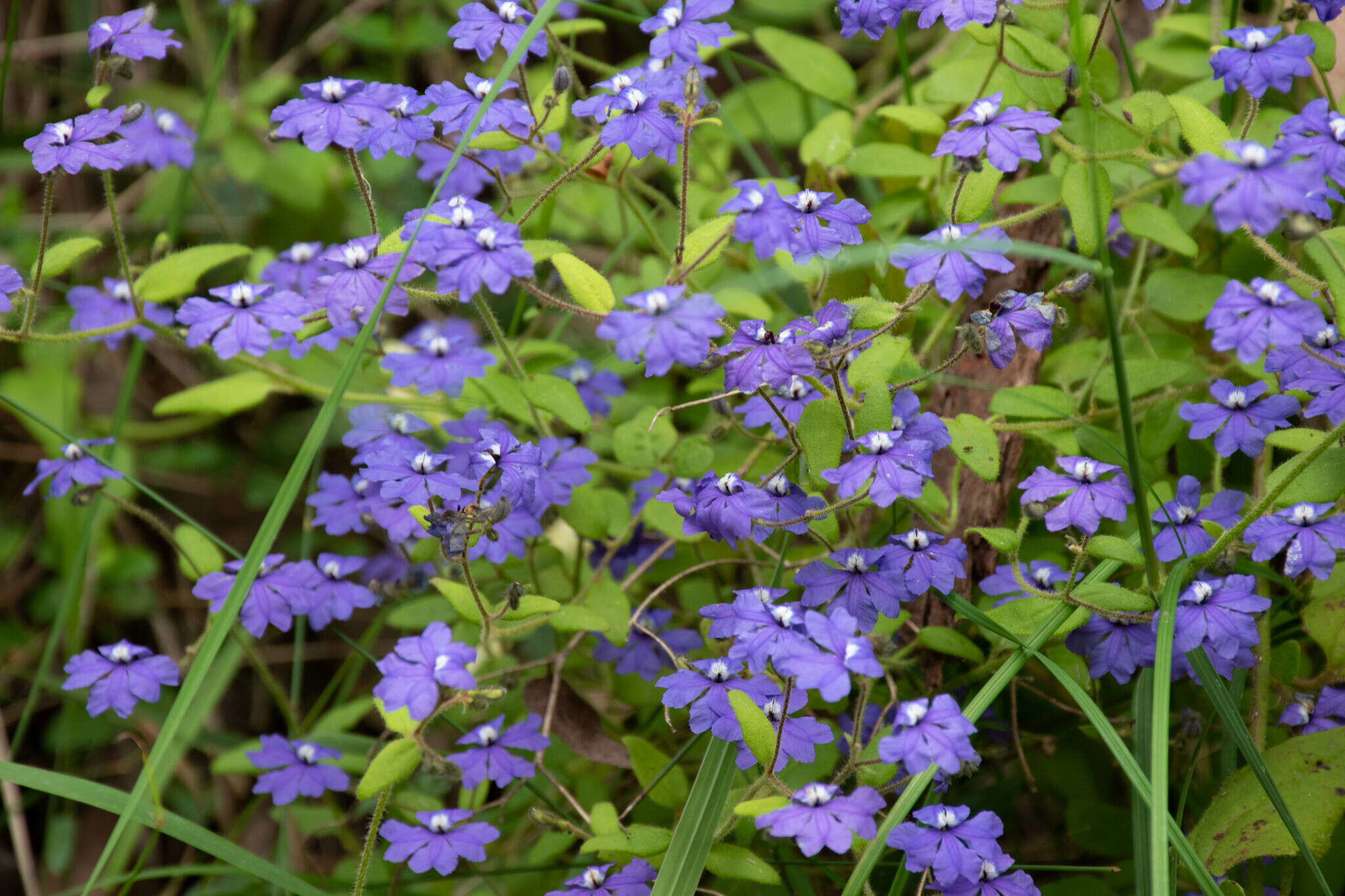 Image of Dampiera hederacea R. Br.