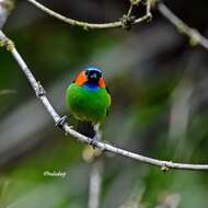 Image of Red-necked Tanager