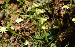 Image of Disperis circumflexa subsp. circumflexa