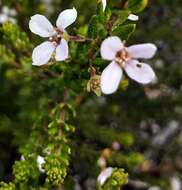 Image of Zieria aspalathoides A. Cunn. ex Benth.