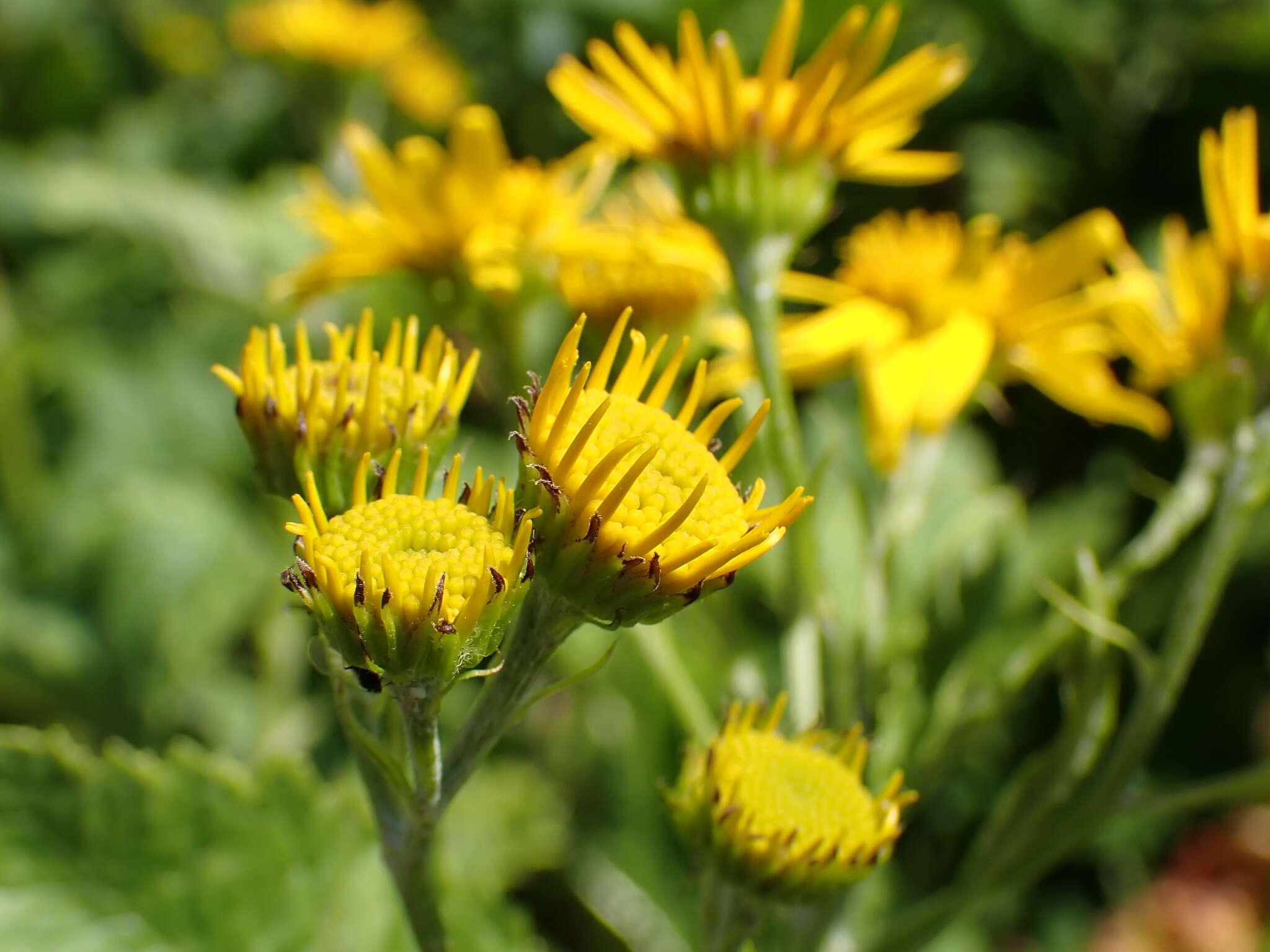 Plancia ëd Jacobaea alpina (L.) Moench