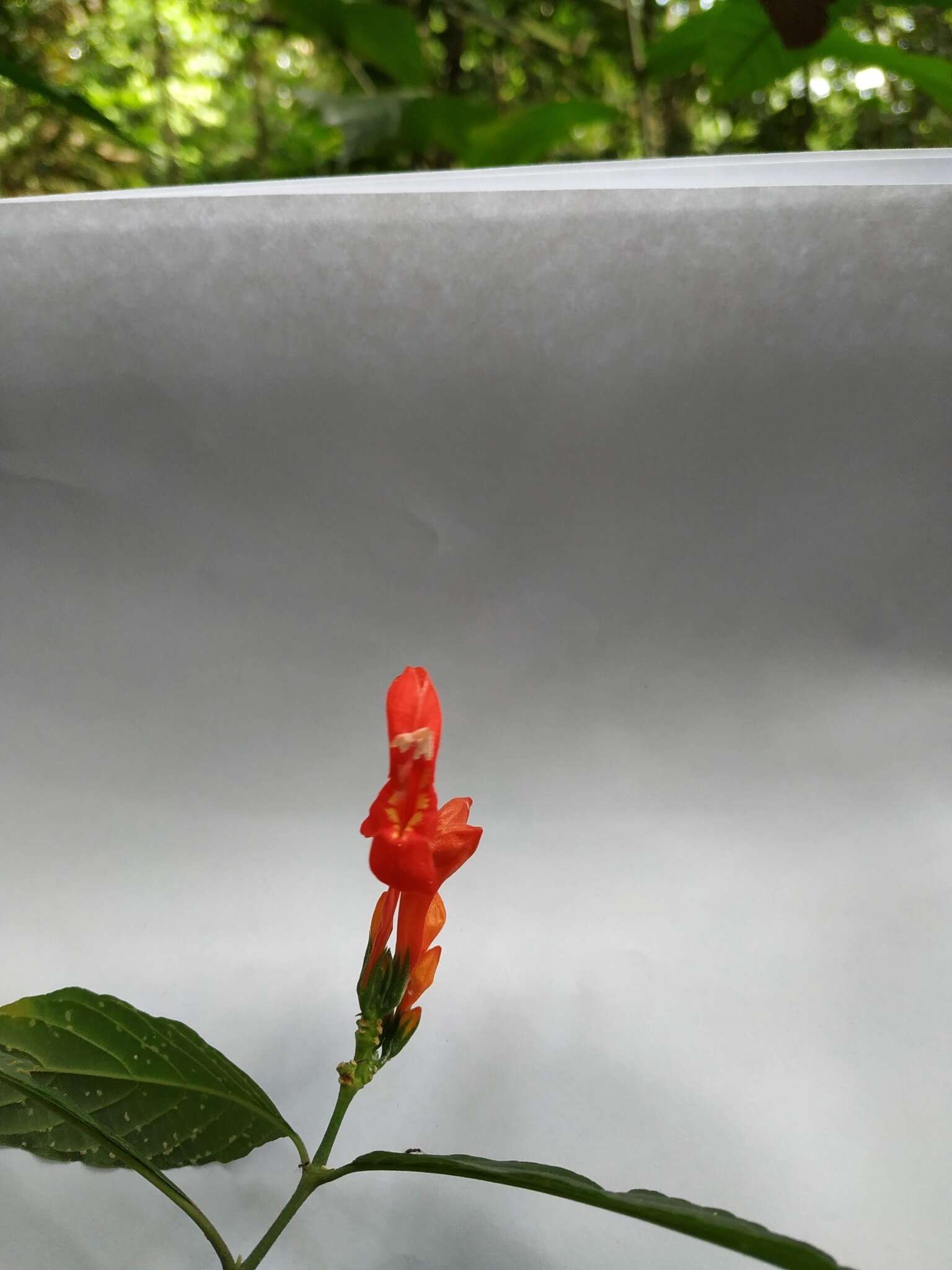 Image of Ruellia humboldtiana (Nees) Lindau