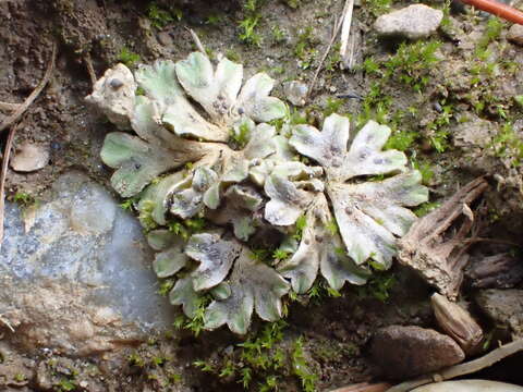 Image of Riccia bifurca Hoffm.