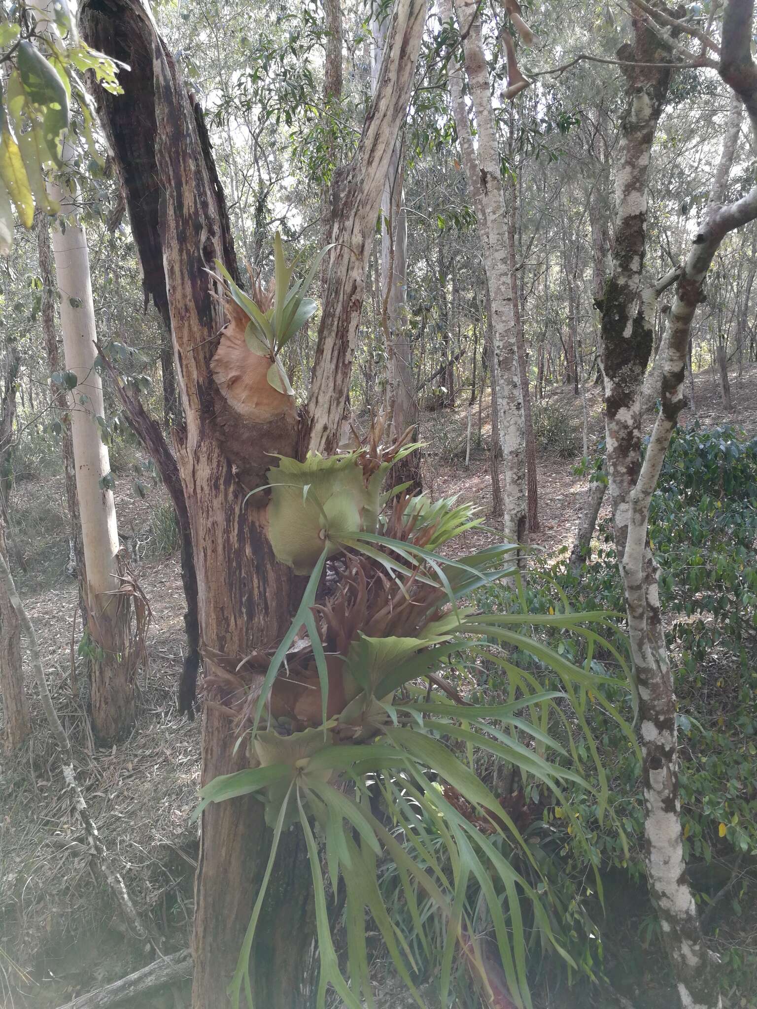 Image of staghorn fern