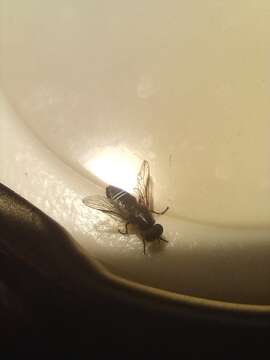 Image of Window Fly