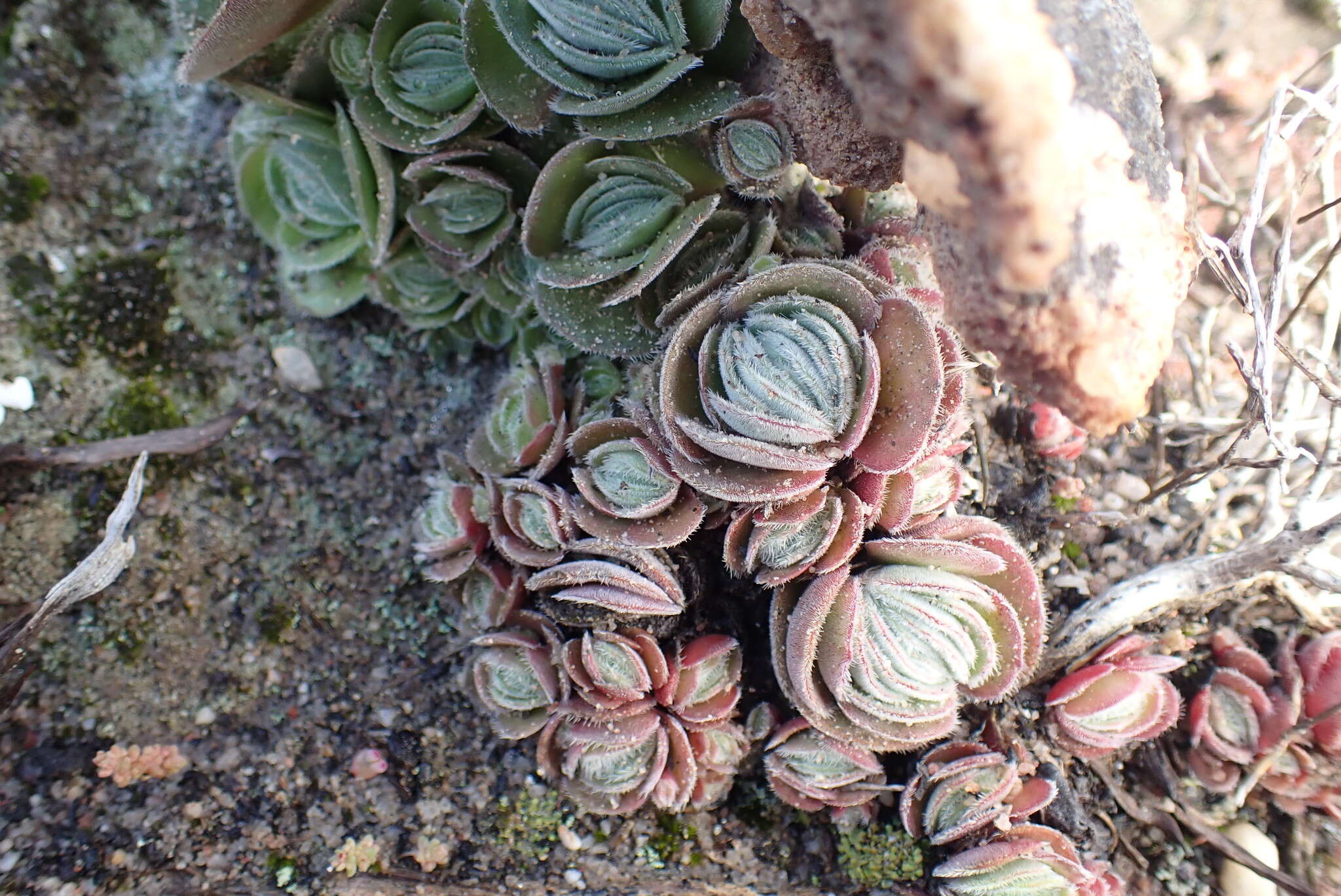 Image of Crassula tomentosa var. glabrifolia (Harv.) G. D. Rowley