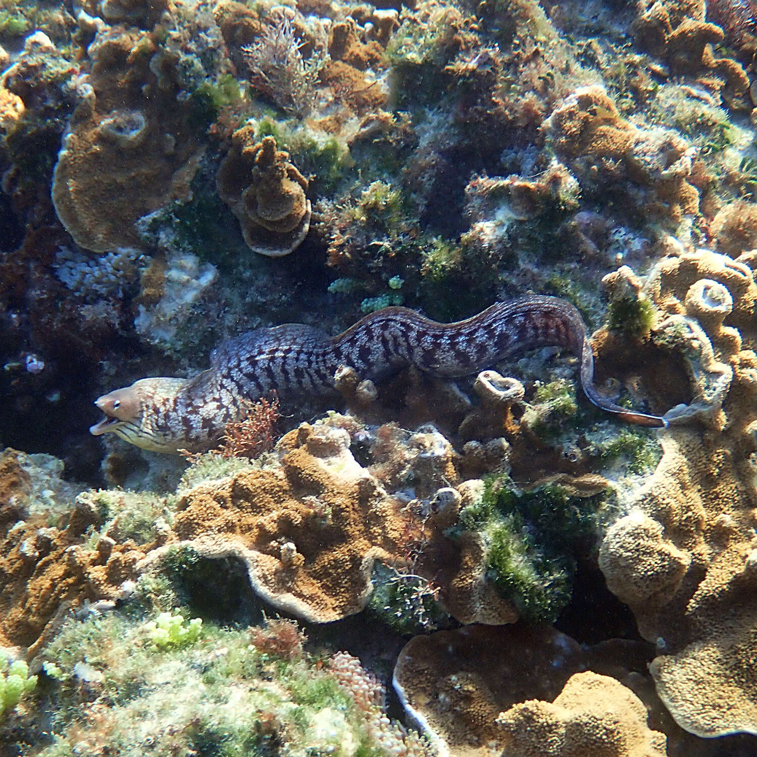 Image of Grey moray