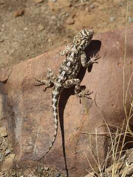 Image of Agama aculeata aculeata Merrem 1820