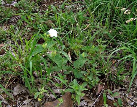 Image of Thunbergia dregeana Nees