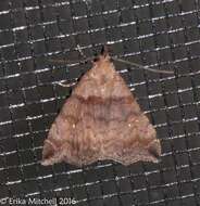 Image of Ambiguous Moth