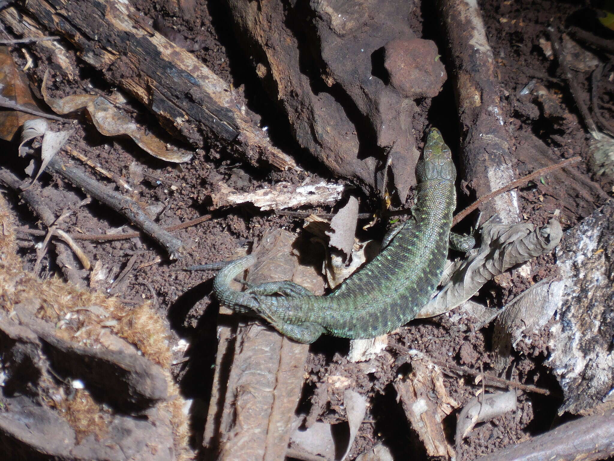 Image of Adolfus kibonotensis (Lönnberg 1907)