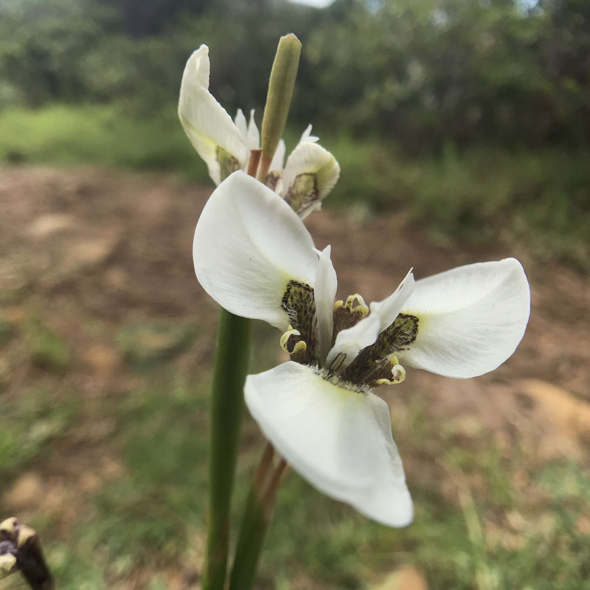 Moraea tricuspidata (L. fil.) G. J. Lewis resmi