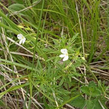 Sivun Veronica caucasica Bieb. kuva