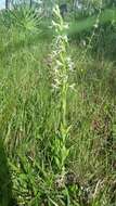 Habenaria macroceratitis Willd.的圖片