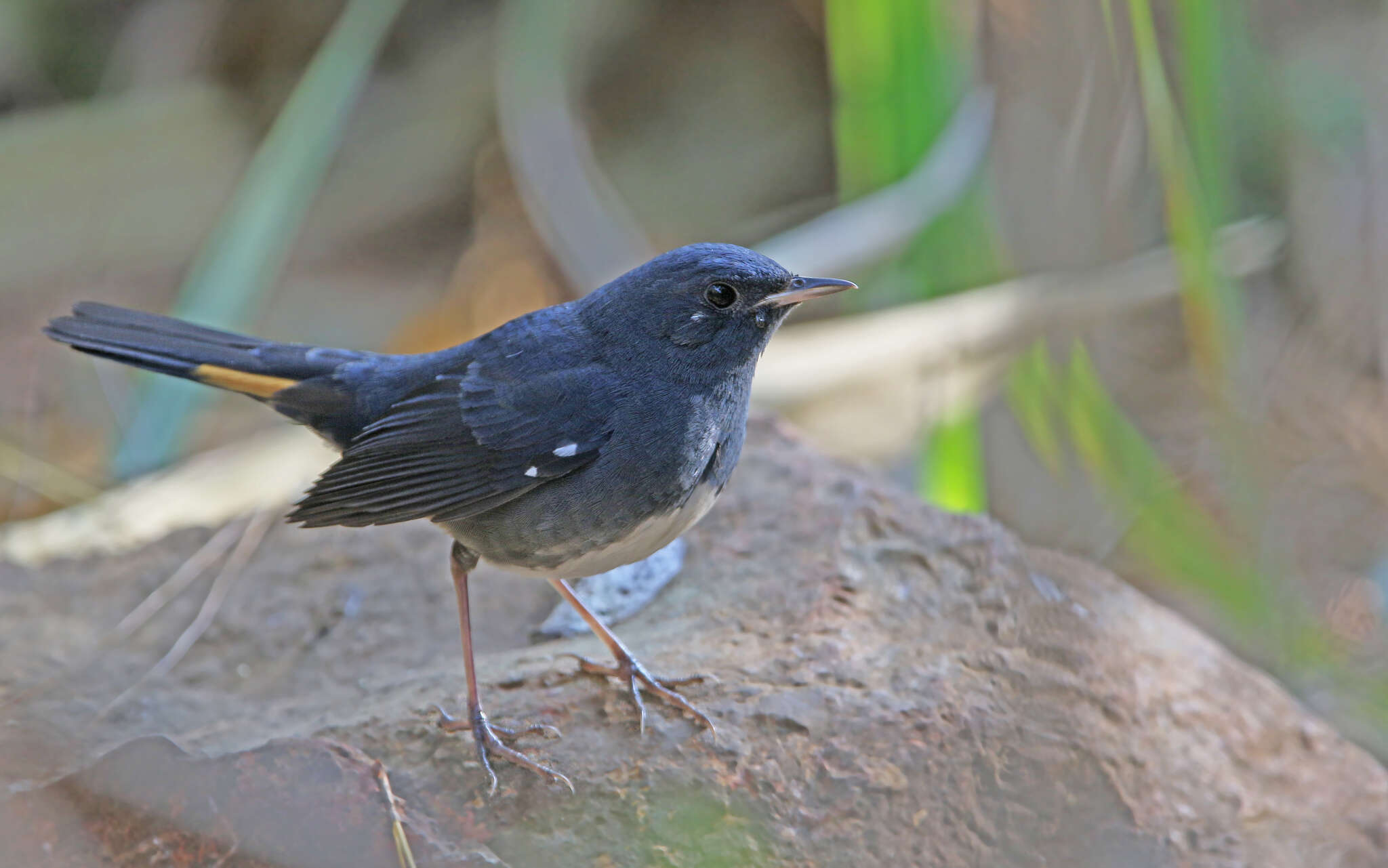 Image of White-bellied Redstart