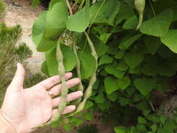 Sivun Erythrina flabelliformis Kearney kuva