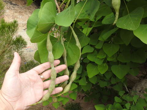 Imagem de Erythrina flabelliformis Kearney