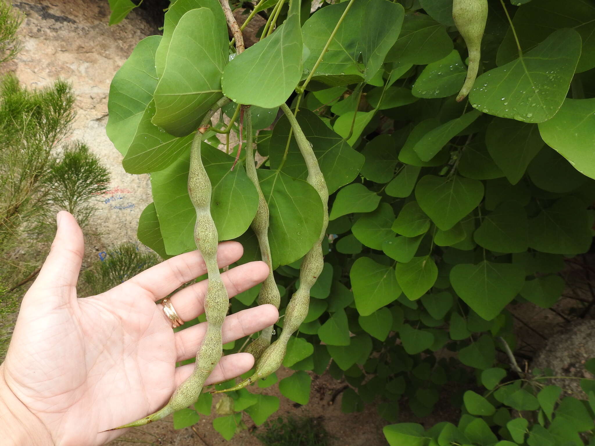 Sivun Erythrina flabelliformis Kearney kuva