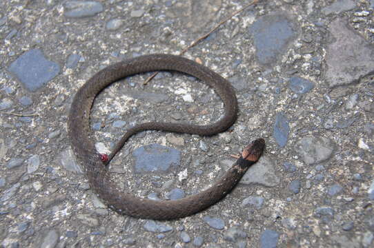 Image of Taiwan Keelback