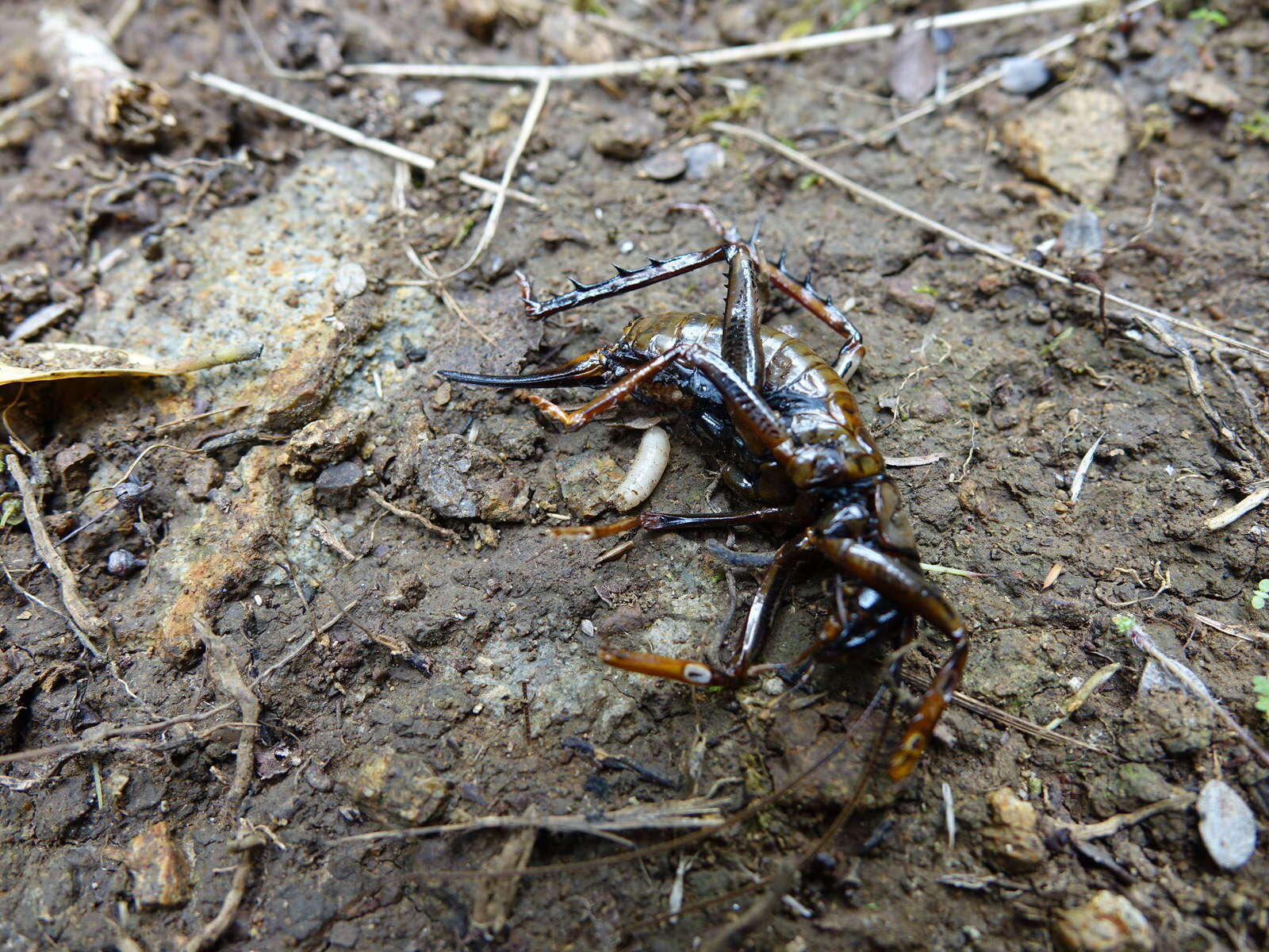 Image of Auckland tree weta