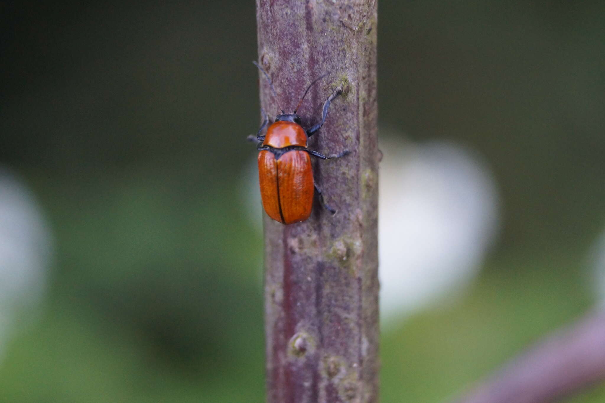 Cryptocephalus coryli (Linnaeus 1758) resmi