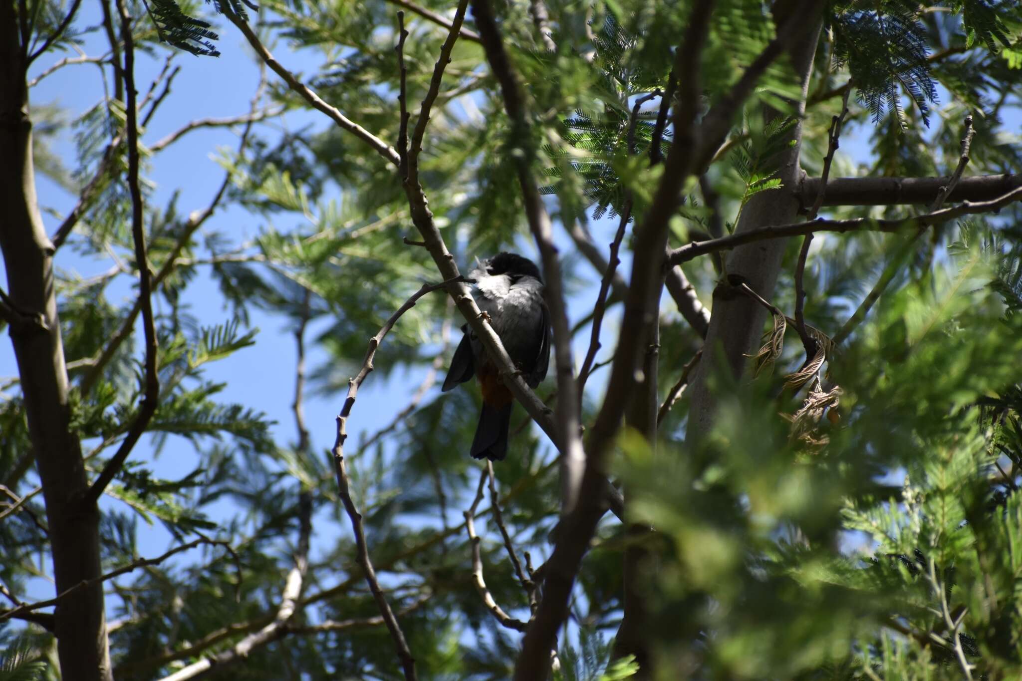 صورة Diglossa carbonaria (d'Orbigny & Lafresnaye 1838)