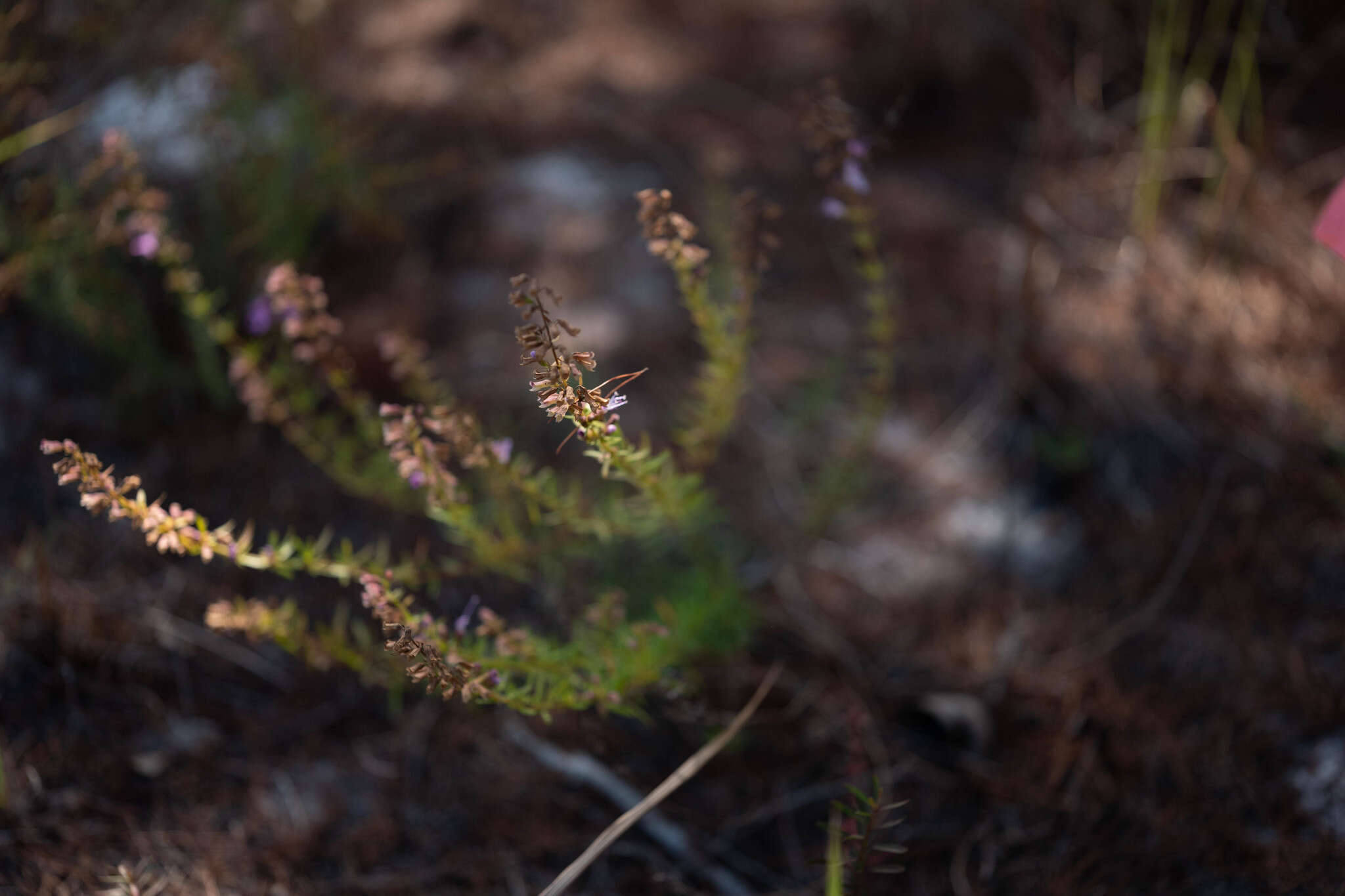 Imagem de Dicerandra frutescens var. immaculata (Lakela) D. B. Ward