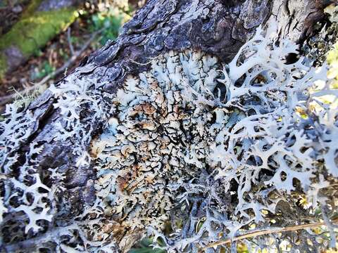 Image of tube lichen