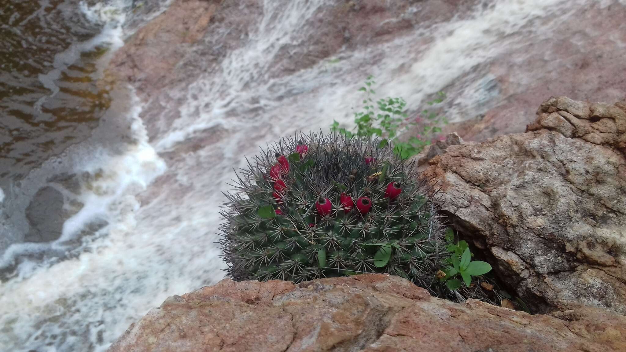 Image de Mammillaria johnstonii Orcutt