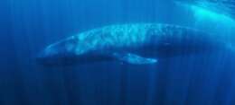 Image of pygmy blue whale